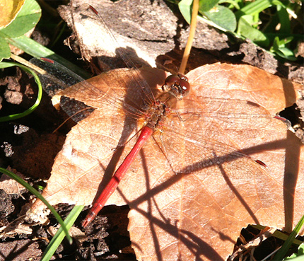 reddragonflyforweb.jpg